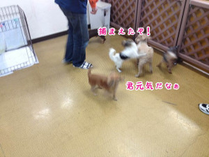 ペットホテル　元気な小型犬