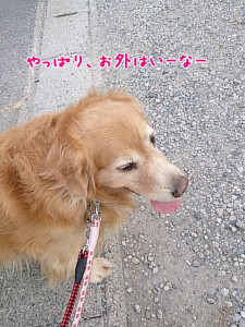 ペットホテル　お散歩