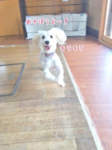 目がキラキラ犬ちゃん