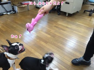 目がキラキラ犬ちゃん