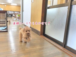 直線を走る犬ちゃん