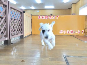 真剣勝負な犬ちゃん