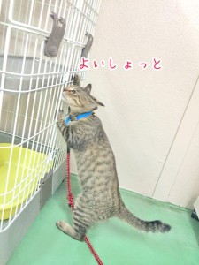 立ち上がる猫ちゃん