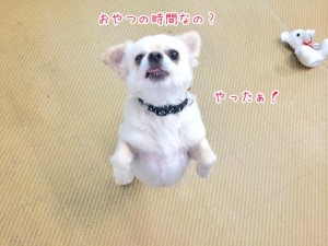 立ち上るワンちゃん