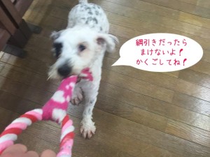 綱引き犬ちゃん