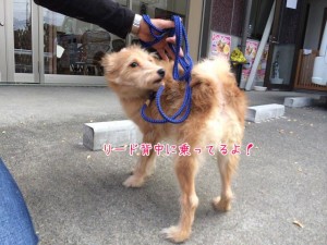 背中にリードが乗ってる犬ちゃん