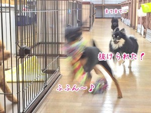 見事にすり抜ける犬