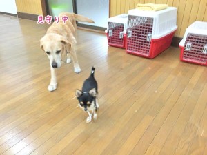 見守る犬ちゃん