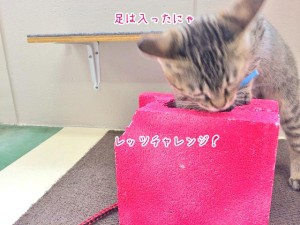 足を入れる猫ちゃん