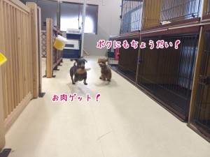 追いかけっこ