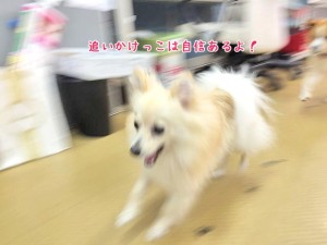 追いかけっこ