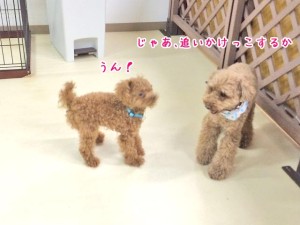 追いかけっこしようか