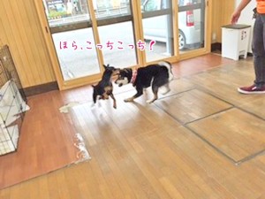 追いかけっこする犬