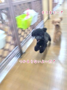 追いかけっこをする犬ちゃん