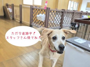 追跡中犬ちゃん