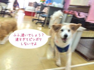 速すぎてピンボケ