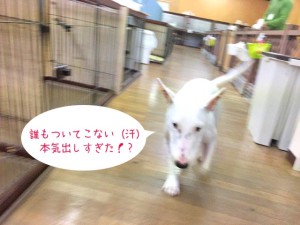 速すぎる犬ちゃん