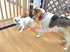 面倒見のいいお姉さん