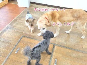 面倒見のいい犬ちゃん