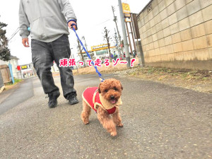 頑張って走るゾ～