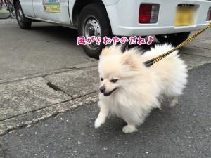 風がさわやか