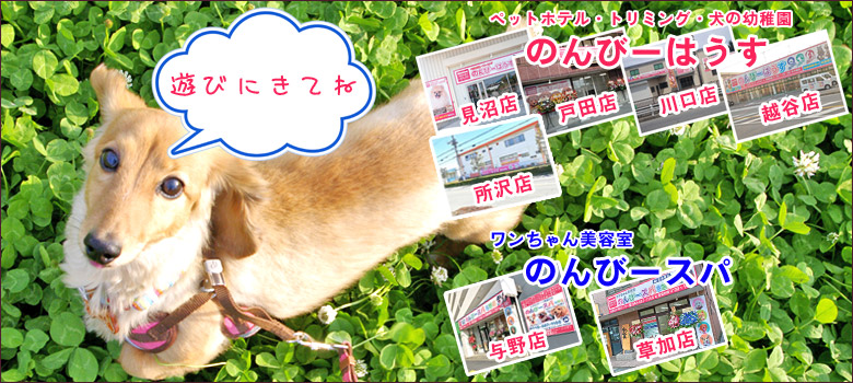 犬と猫のペットホテル トリミングサロン 幼稚園 のんびーはうす さいたま市 犬と猫のペットホテル トリミングサロン 幼稚園 のんびーはうす さいたま市