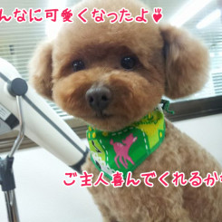 トリミングで可愛くなりました