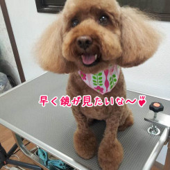 可愛くカットできたかな?