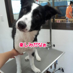 どんな風にカットしてくれるのかな