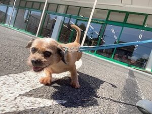 外でお散歩中の犬ちゃん。