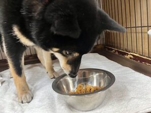 お食事中の犬ちゃん。