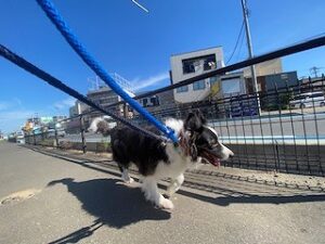 外でお散歩中の犬ちゃん。