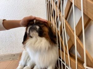 スタッフさんになでてもらう犬ちゃん。