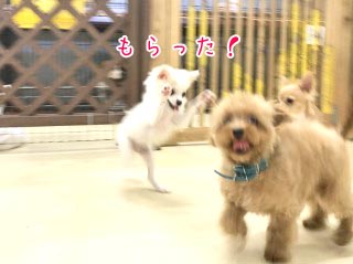 みんなで鬼ごっこ