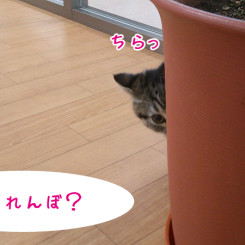 ペットホテル さいたま 猫