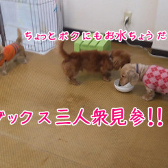 ペットホテル　ミニチュアダックス