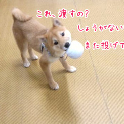 ペットホテル　ボール渡すの?