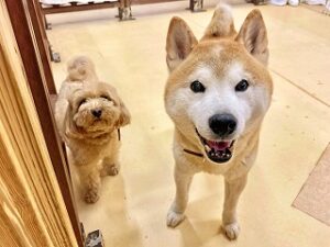 仲良くのんびりお散歩中の犬ちゃん。