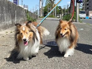 お散歩をする犬ちゃん。