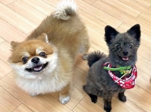 ペットホテルで新しいお友達が出来た犬ちゃん。