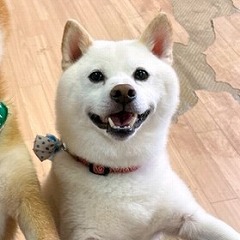 ペットホテルで新しいお友達が出来た犬ちゃん。