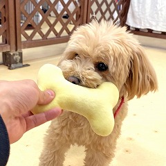 おもちゃで遊んでいる犬ちゃん。