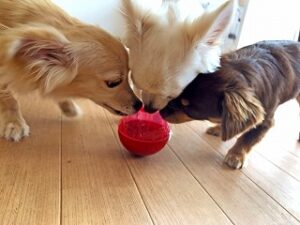 おもちゃに興味津々な犬ちゃん達。