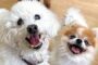 ペットホテルでお友達が出来た犬ちゃん。
