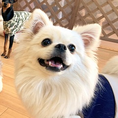 遠くのお友達が気になる犬ちゃん。