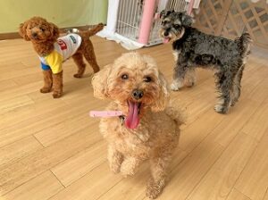 お友達がたくさんいて嬉しそうな犬ちゃん。