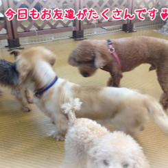 今日もワンちゃんたくさんのペットホテル