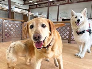 ペットホテルで鬼ごっこをする犬ちゃん。