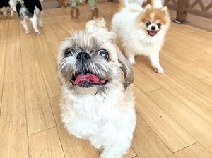 大好きなスタッフさんに駆け寄る犬ちゃん。