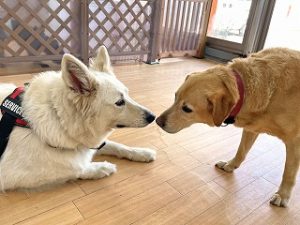 はじめましてのご挨拶をしている犬ちゃん。